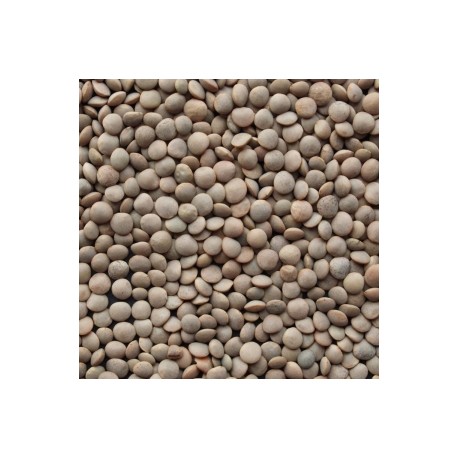 CARTON VRAC DE 5 KG LENTILLES BLONDES BIO